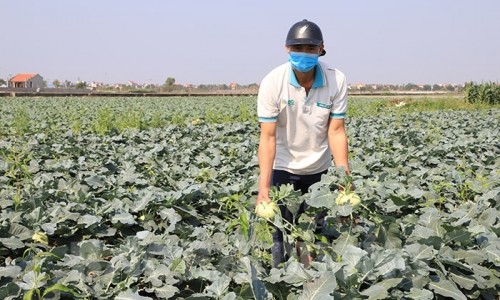 Động thái của Bộ Công Thương về việc giải cứu nông sản Hải Dương