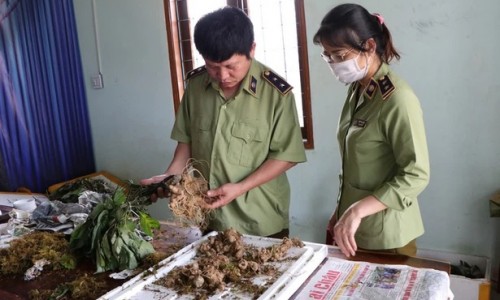 Bắt vụ vận chuyển sâm Ngọc Linh giả tại Kon Tum