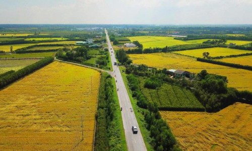 Chuyển mục đích sử dụng 50,7 ha đất trồng lúa tại tỉnh Long An