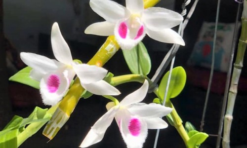 Ngân hàng siết tín dụng liên quan giao dịch lan đột biến