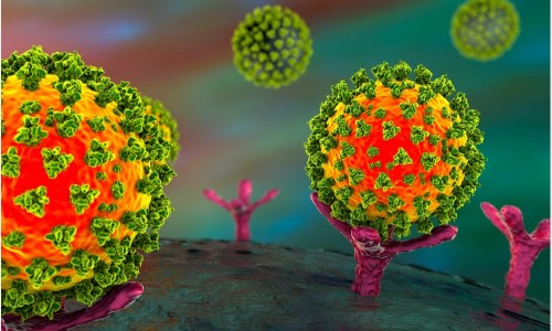 Phát hiện phân tử trong nọc rắn độc Brazil có khả năng ức chế virus SARS-CoV-2