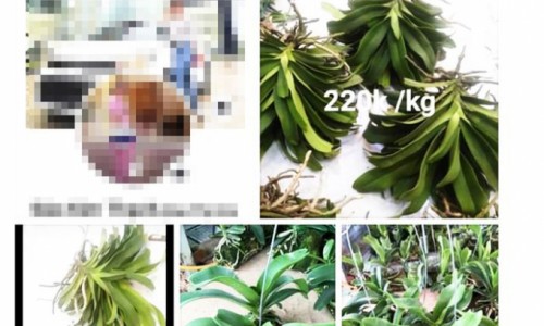 Bình Định: Bán lan hơn 26 tỷ đồng trên mạng xã hội nhưng"quên" nộp thuế