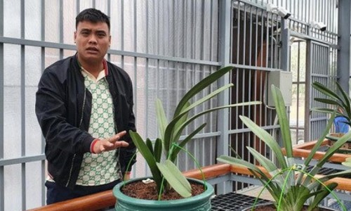 Vụ đại gia lan đột biến bị bắt vì buôn lậu than: Dựng công nhân, lái xe làm giám đốc