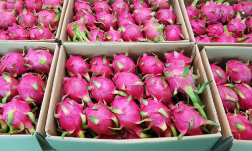 Trung Quốc tạm dừng nhập thanh long tại cửa khẩu Quảng Ninh