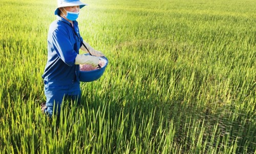 Phân bón liên tục tăng giá, khó hạ nhiệt vào đầu năm 2022