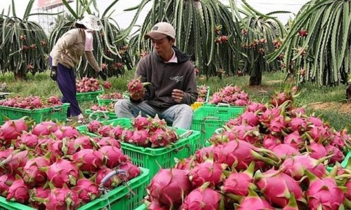 Gian nan mang quả thanh long đi xứ người: Tại sao không xuất khẩu theo đường chính ngạch?