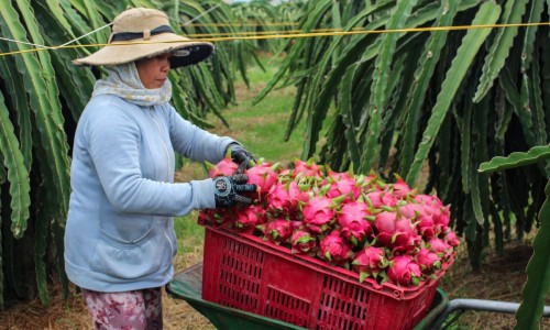 Long An kêu gọi khẩn các tỉnh