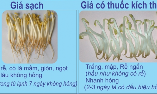 Mẹo phân biệt giá đỗ sạch và giá đỗ chứa chất kích thích tăng trưởng