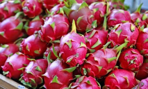 Thanh long Việt vẫn phụ thuộc nhiều vào thị trường Trung Quốc