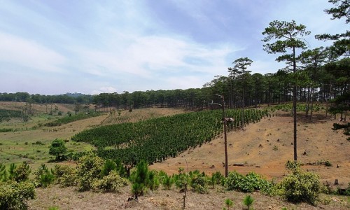 Viện Khoa học Lâm nghiệp Nam Trung Bộ và Tây Nguyên: Buông lỏng quản lý, để mất hơn 2.000 ha rừng