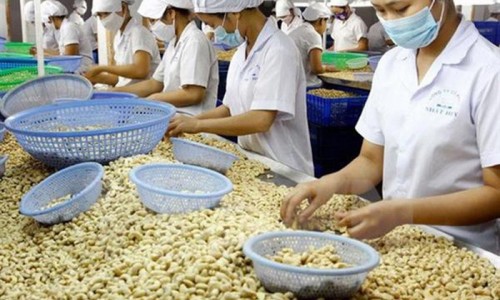 Xung đột Nga-Ukraine: Lo ngại tác động xấu đến xuất khẩu hạt điều của Việt Nam