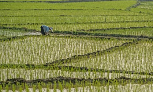 Chính phủ cho Bắc Giang chuyển đổi 83ha đất trồng lúa để xây khu đô thị