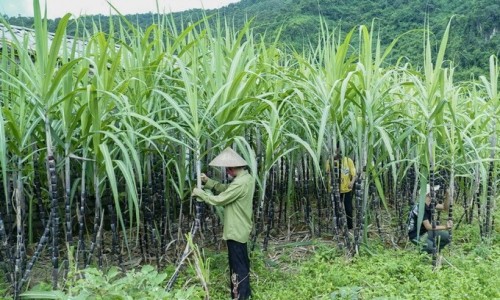 Bộ Công Thương gia hạn điều tra chống lẩn tránh thuế với sản phẩm đường mía