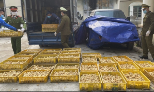Lạng Sơn: Phát hiện hơn 20.000 con gia cầm giống nhập lậu