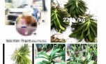 Bình Định: Bán lan hơn 26 tỷ đồng trên mạng xã hội nhưng"quên" nộp thuế
