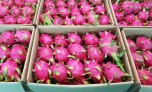 Trung Quốc tạm dừng nhập thanh long tại cửa khẩu Quảng Ninh