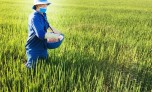 Phân bón liên tục tăng giá, khó hạ nhiệt vào đầu năm 2022