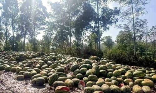 Trung Quốc siết chống dịch, trái cây ùn ứ thối rữa ở biên giới Myanmar