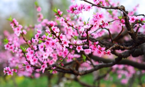 Sơn La: Thị trường ảm đạm, người trồng đào “thấp thỏm” nhiều nỗi lo