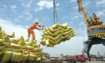 Triền vọng xuất khẩu gạo Việt sang thị trường EU, 'đánh trúng' thị hiếu người dùng