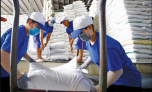 Giá lúa gạo tiếp tục tăng