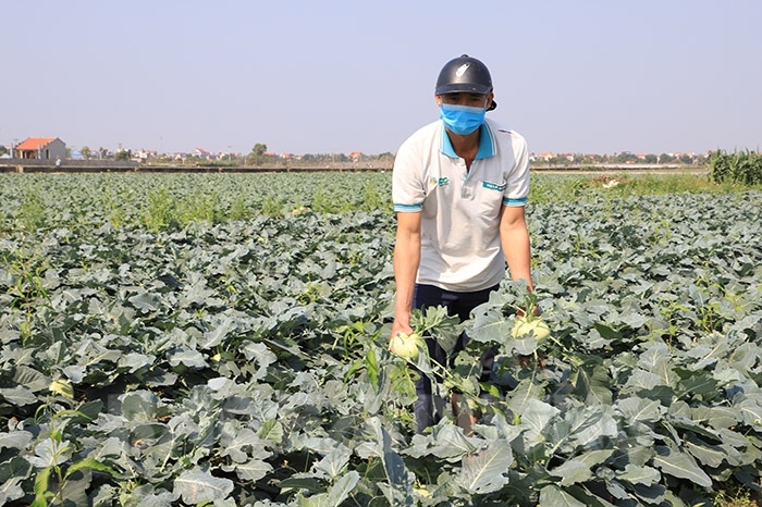 Động thái của Bộ Công Thương về việc giải cứu nông sản Hải Dương