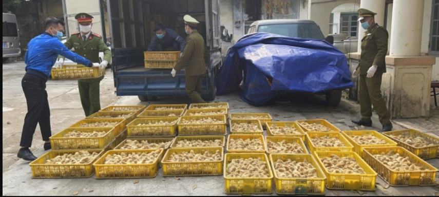 Lạng Sơn: Phát hiện hơn 20.000 con gia cầm giống nhập lậu