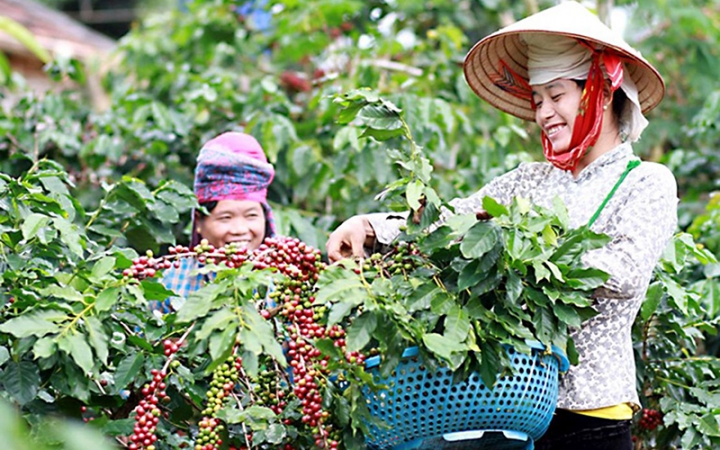 Phát huy giá trị của bảo hộ chỉ dẫn địa lý nông sản Việt