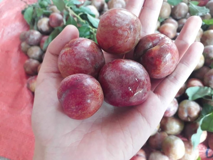 Hoa quả Việt rớt giá 'thảm', nhiều nhà vườn thua lỗ nặng