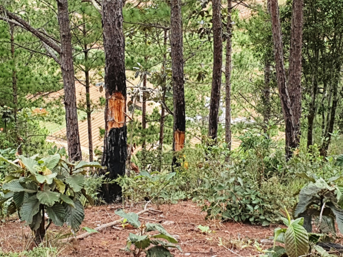 Lâm Đồng: Thu hồi 268ha đất tại dự án Khu nghỉ dưỡng - sân golf Đà Lạt