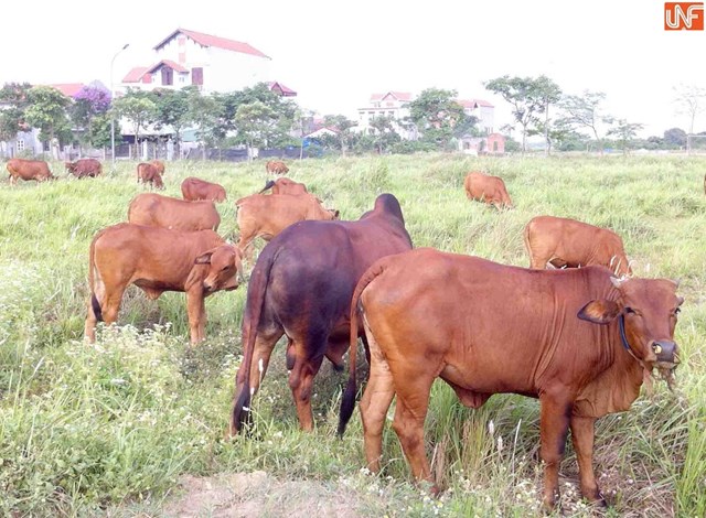 Siêu dự án vẫn 'bất động', nhiều dấu hỏi trước cơn sốt đất mới ở Mê Linh