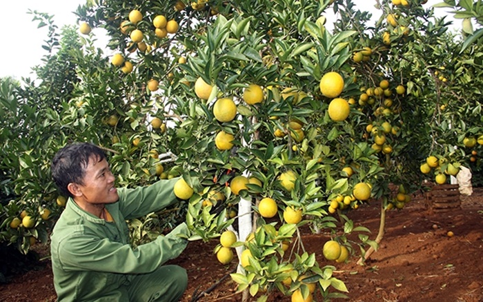 Trung Quốc siết nhập khẩu nông sản, Việt Nam thất thế trong thị trường xuất khẩu tỷ dân?