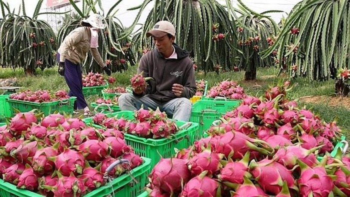 Gian nan mang quả thanh long đi xứ người: Tại sao không xuất khẩu theo đường chính ngạch?