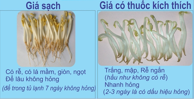 Mẹo phân biệt giá đỗ sạch và giá đỗ chứa chất kích thích tăng trưởng