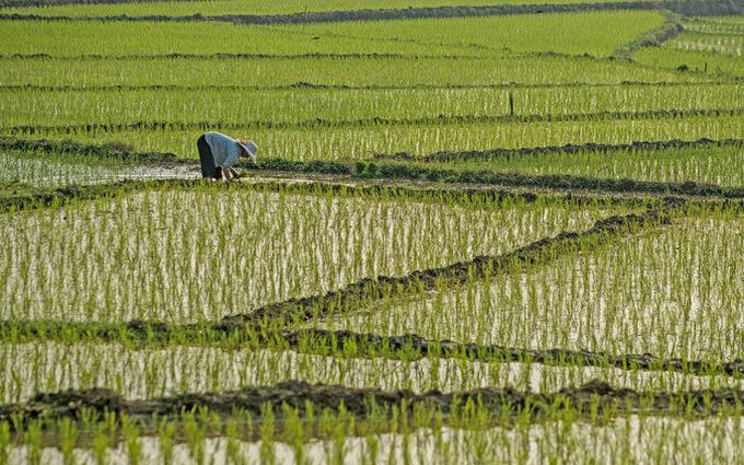 Chính phủ cho Bắc Giang chuyển đổi 83ha đất trồng lúa để xây khu đô thị